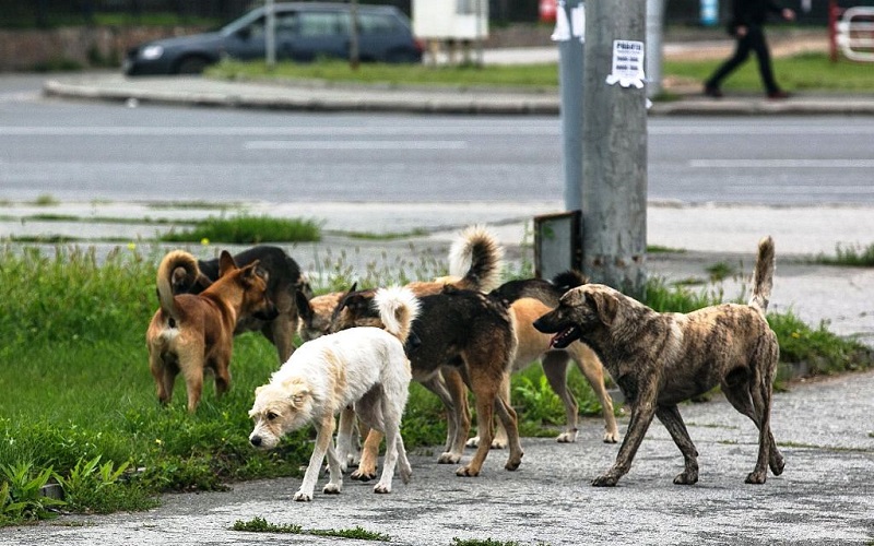 В Астрахани потребовали умерщвлять безнадзорных собак, если не удалось их пристроить к хозяевам
