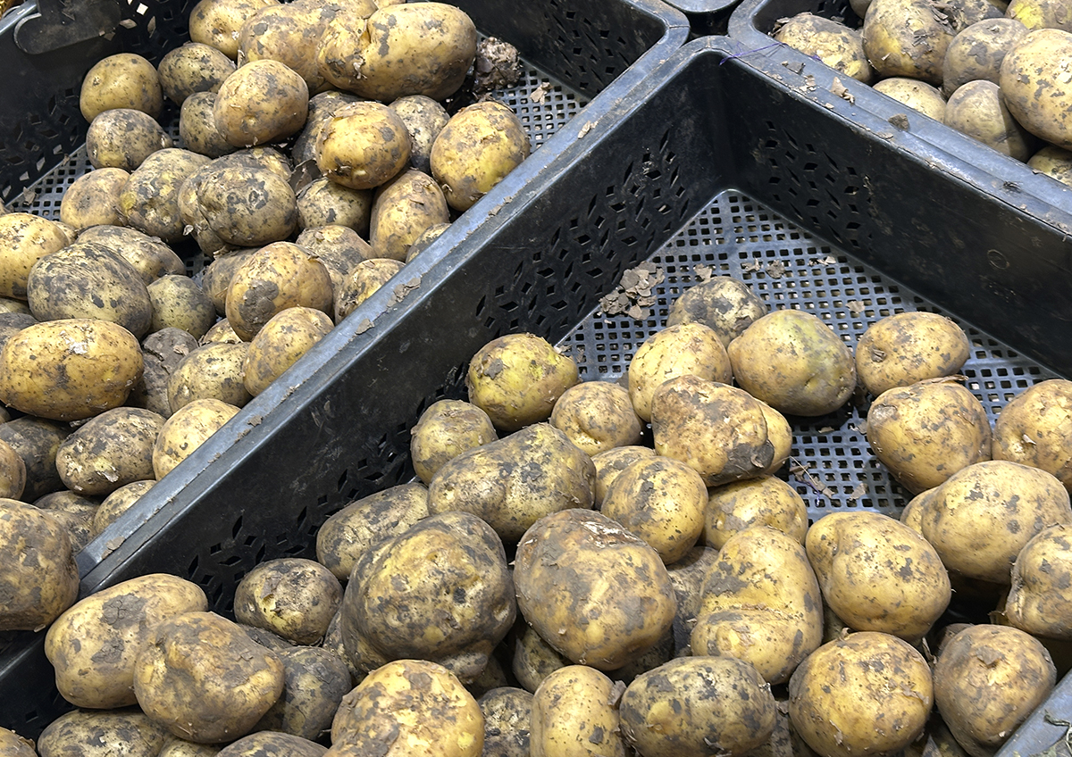 В Великобритании из-за засухи подорожали некоторые продукты