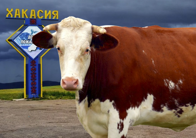 В Хакасии перестали осеменять коров