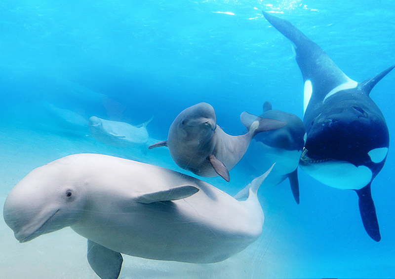 На Камчатке откроется центр реабилитации морских млекопитающих 