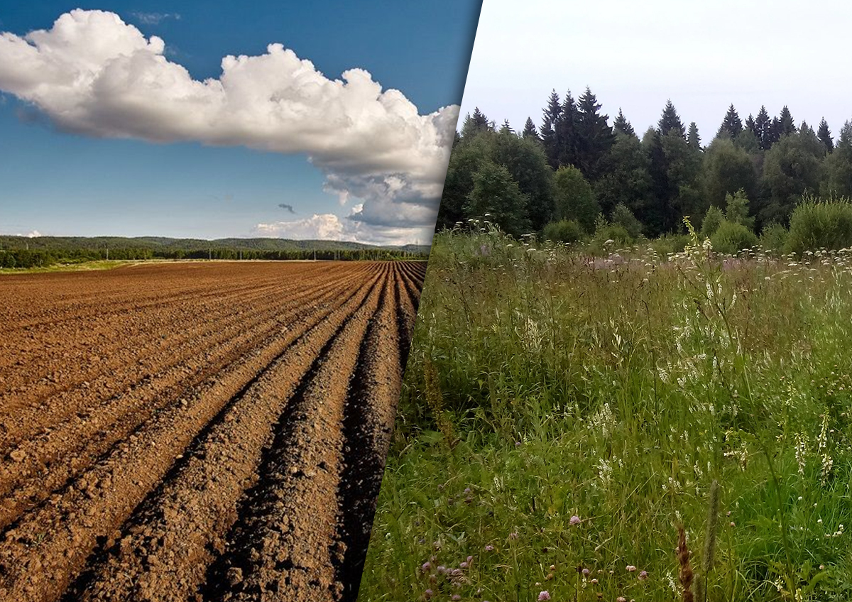 В России заброшено от 40 до 90 млн гектаров сельхозземель