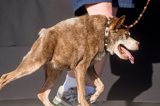 Самой уродливой собакой в мире стал пес по кличке Квази Модо